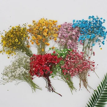 120 Vnt Gamtos Gypsophila Džiovintos Gėlės Mažų Gėlių Puokštė Sausų Gėlių Paspauskite Mini Dekoratyvinis Fotografijos Fone Dekoras