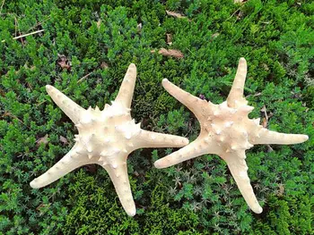 apie 20Cm, Viduržemio jūros regiono gamtos shell myli didmeninės gamtinių žvaigždė jūros sea shell žvaigždė